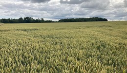 Yorkshire: Building resilient arable systems – Soil, roots and the bottom line